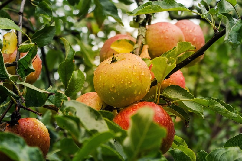 Baked Apples