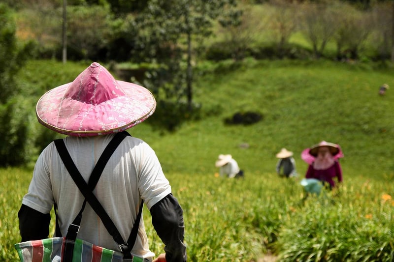 Farmers Harvesting
